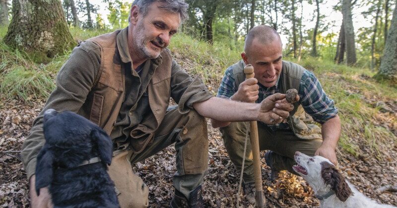 Join a truffle hunt in France