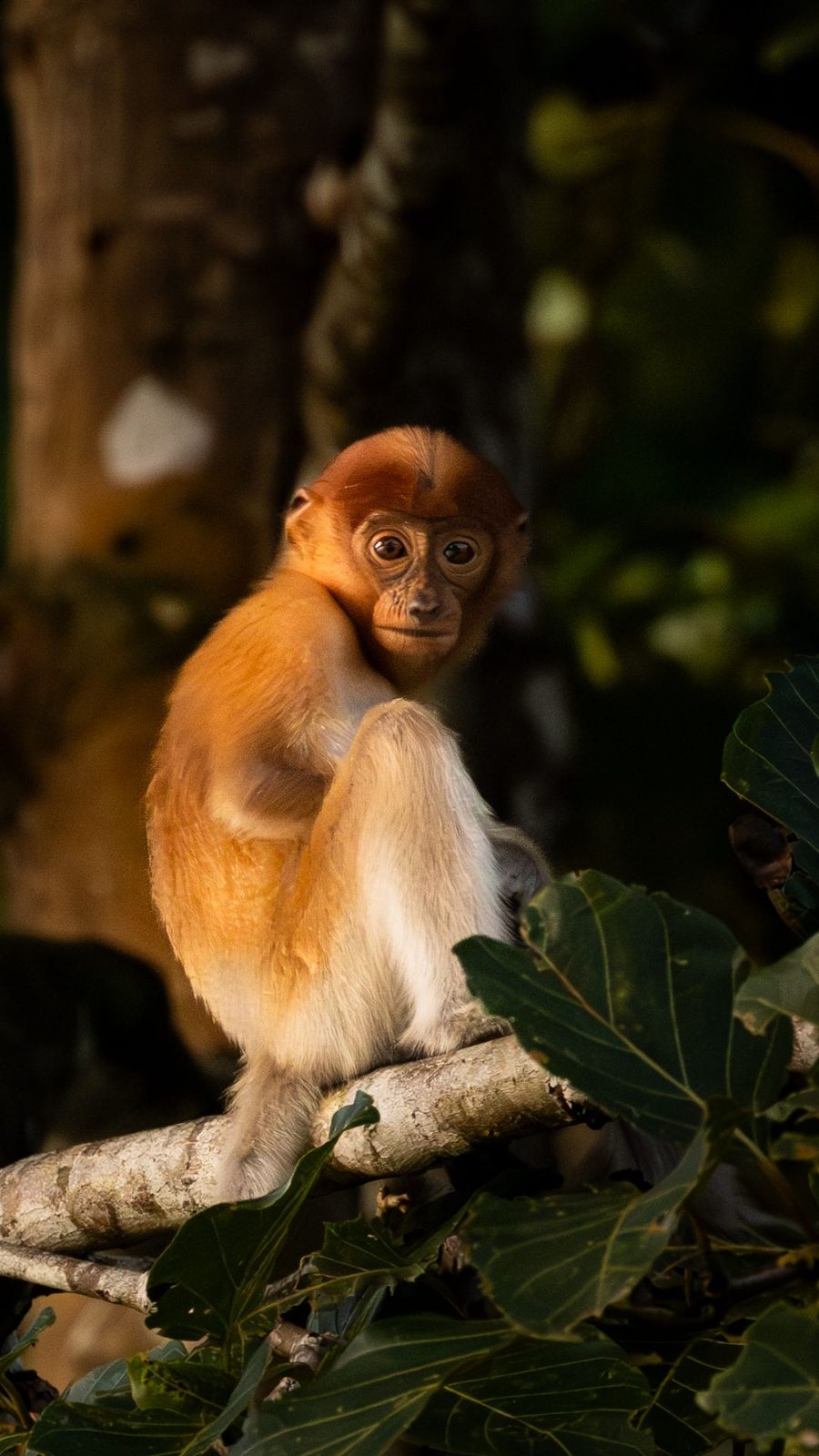A baby proboscis monkey in Kinabatangan, Borneo.